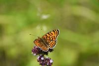 Melitaea phoebe