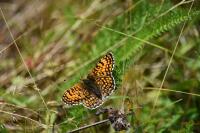 Melitaea cinxia