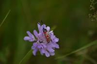 Zygaena carniolica