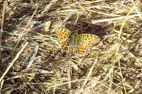 Issoria lathonia