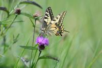 Papilio machaon