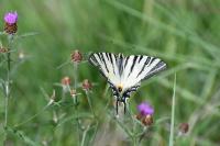 Iphiclides podalirius