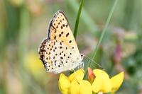 Lycaena tityrus