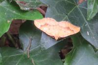 Camptogramma bilineata