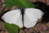 Pieris napi