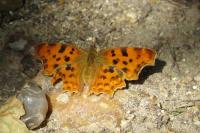 Polygonia c-album