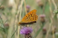 Argynnis paphia