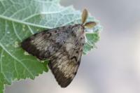 Lymantria dispar