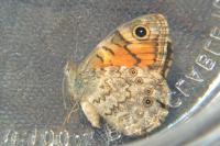 Lasiommata megera