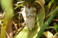 Eremobia ochroleuca