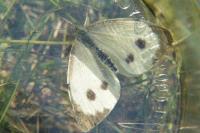 Pieris brassicae