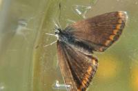 Aricia agestis