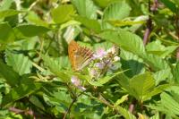 Argynnis paphia