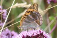 Argynnis paphia
