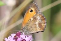 Pyronia tithonus