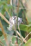 Melanargia galathea