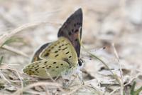 Lycaena tityrus