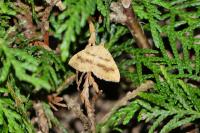 Camptogramma bilineata