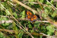 Pyronia tithonus