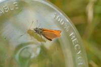 Thymelicus sylvestris