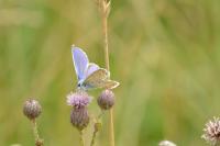 Polyommatus icarus