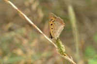Lycaena phlaeas