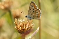 Aricia agestis
