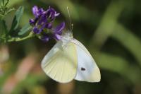 Pieris rapae