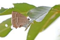 Quercusia quercus