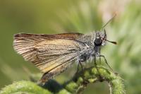 Thymelicus sylvestris