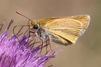 Thymelicus sylvestris