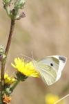 Pieris rapae