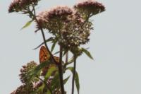 Argynnis paphia