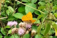 Argynnis paphia