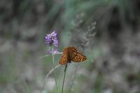 Argynnis paphia