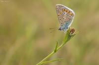 Polyommatus icarus