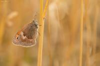Coenonympha pamphilus