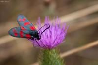Zygaena filipendulae
