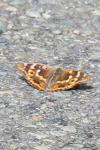 Apatura ilia