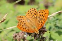 Argynnis paphia