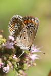 Aricia agestis