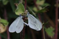 Leptidea sinapis