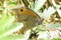Maniola jurtina