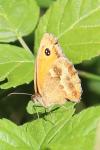 Pyronia tithonus