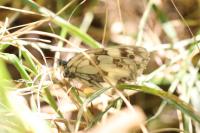 Melanargia galathea