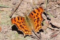 Polygonia c-album
