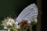 Celastrina argiolus
