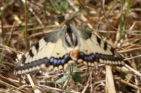 Papilio machaon