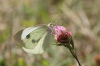 Pieris brassicae