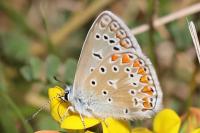 Polyommatus icarus